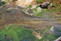 Wai-o-Tapu - Thermal Wonderland